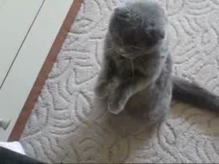 приколы про котят